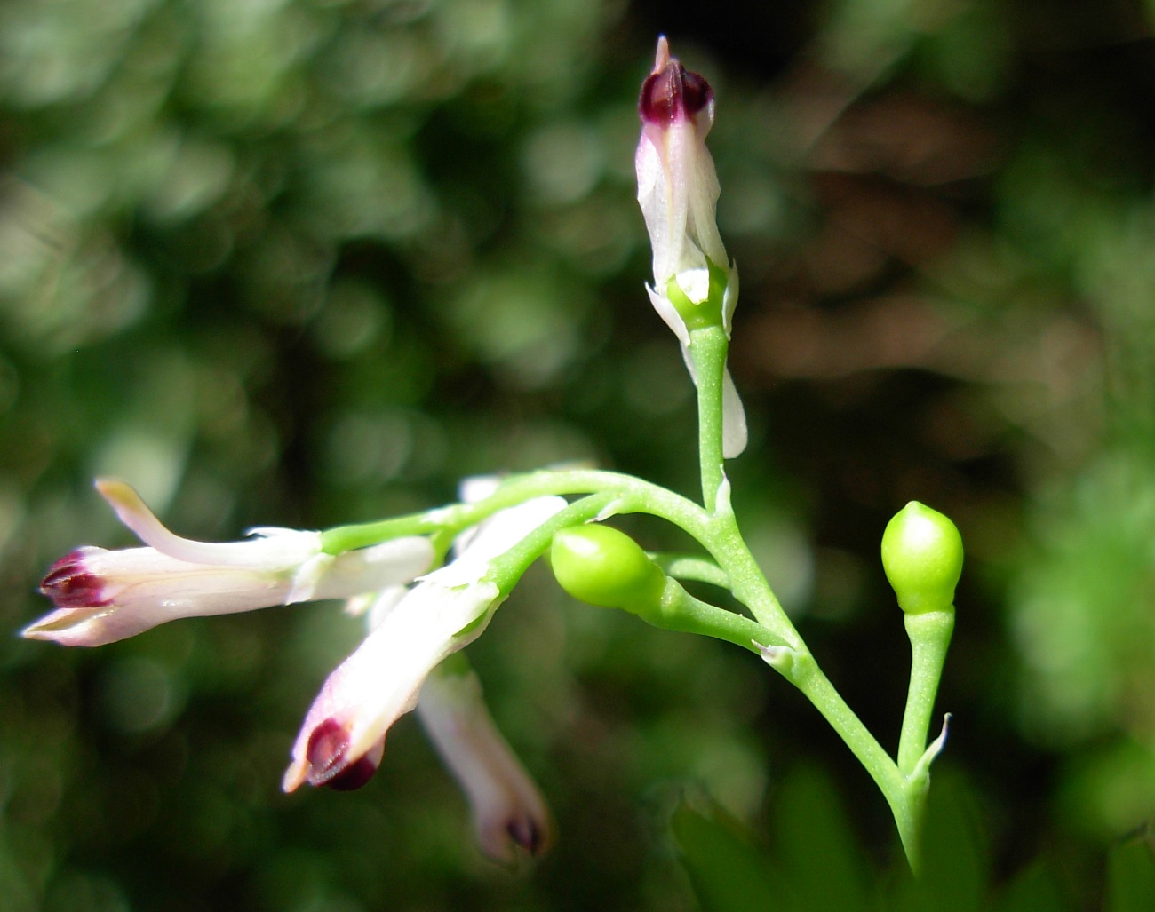 Fumaria bicolor / Fumaria insulare